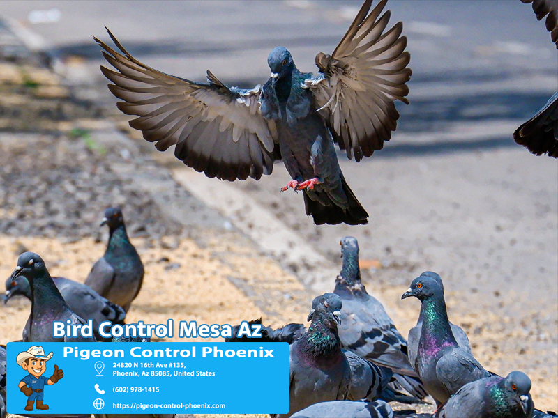 Pigeon Control Phoenix project